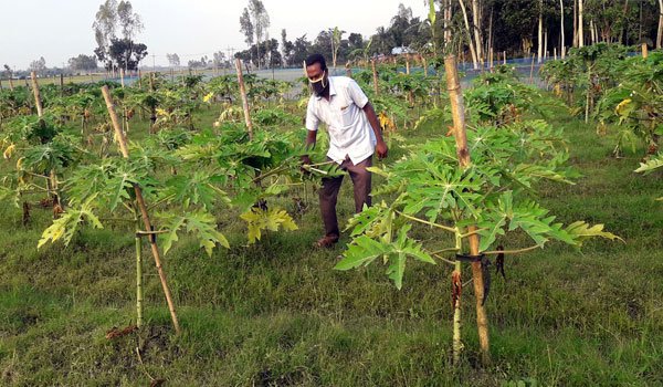 Papaya cultivation facing setback for rain