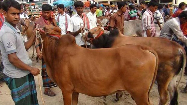 Dinajpur cattle markets draw  crowds despite Covid-19 risk