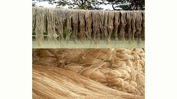 Govt firm on restoring lost glory of jute