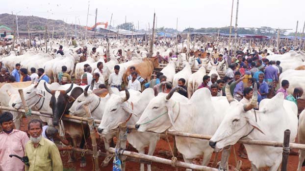 Indian cattle dominating markets