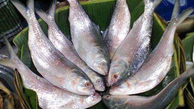 Markets witness Hilsa glut