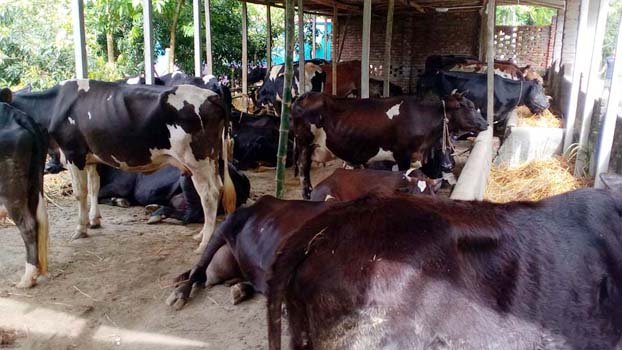 Mayor keeps 45 cows of absconding accused in custody