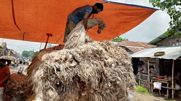 Heavy rain hits jute farming in Jhenaidah