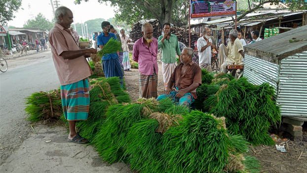 Huge T-Aman saplings produced in Jhenaidah