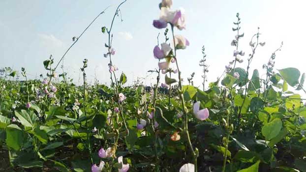 Naogaon farmers happy with early bean farming