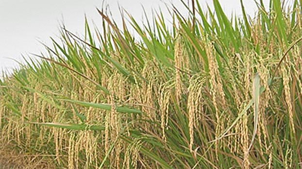 3.94-lakh tonne Aman target fixed in Jashore