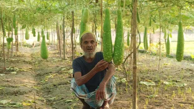 Gourd being cultivated throughout year