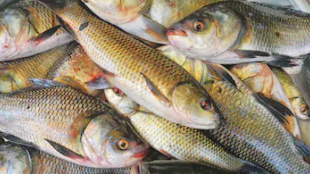 Massive plan to protect and develop local fishes