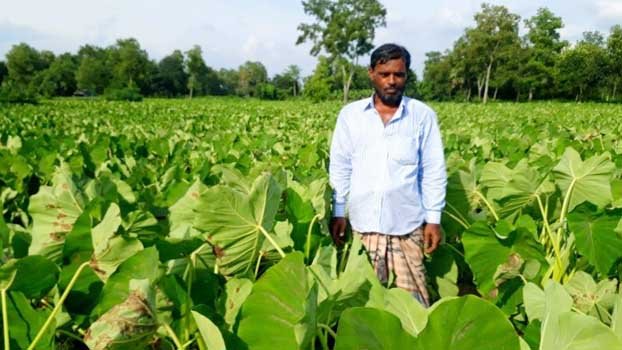 Arum farming makes Moyez Uddin self-reliant