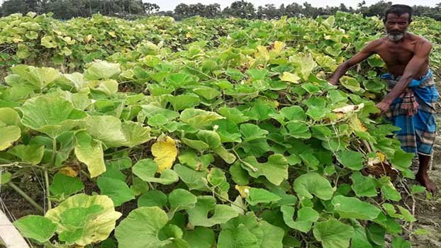 Gourd farming on bamboo trellis gets popular in Naogaon