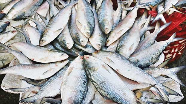 800 tonne Hilsa exported thru Benapole in a week