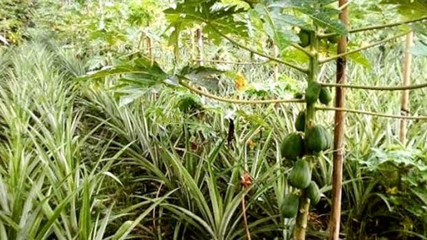 Madhupur residents become solvent producing fruits