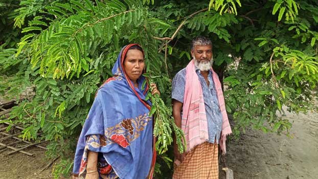 Jhenaidah farmers reap benefit from tamarind transplantation