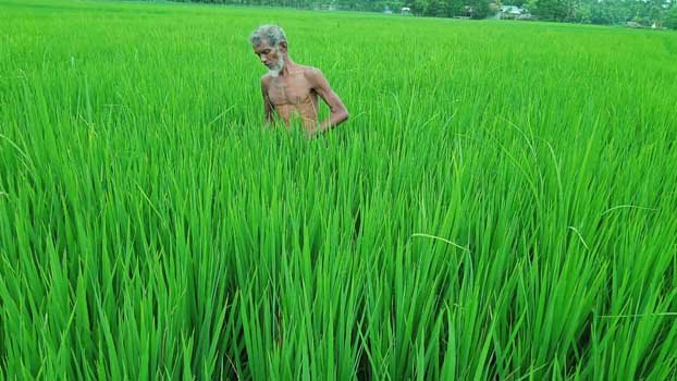 Farmers reap benefit from organic crops in Jhenaidah