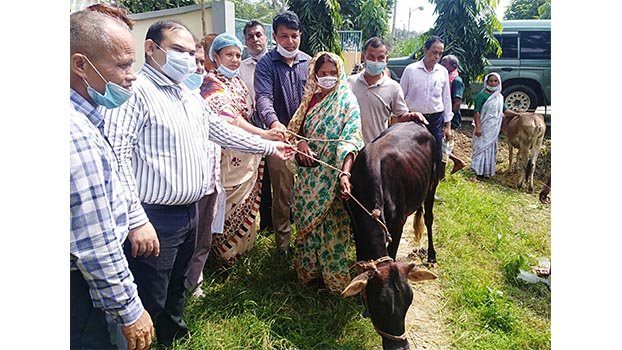 Cows distributed among backward small ethnic groups