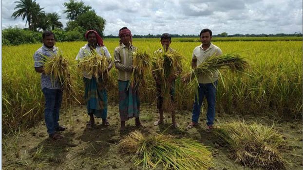 Over 1.5 tonne Aus paddy produced in Chuadanga