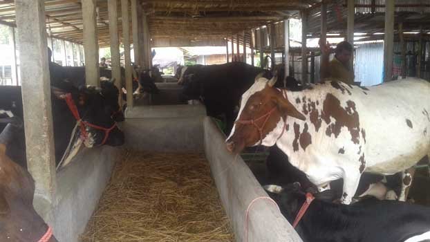Chatmohar traders go online  for selling cattle