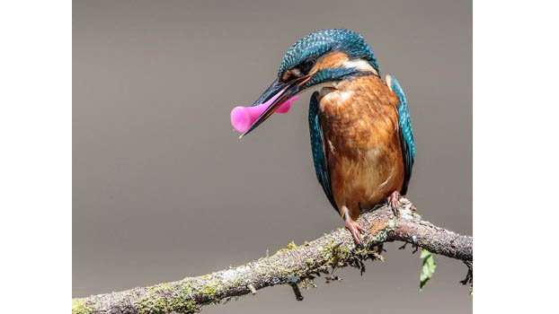 A plastic-coated world