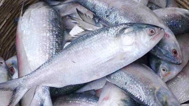 Campaign launched to save mother hilsa in Munshiganj