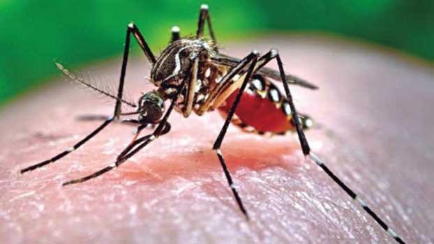 Dengue control: Dhaka North shows the way