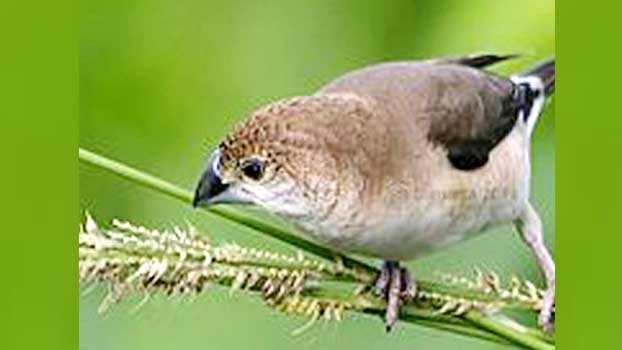 ‘Indian Silverbill’ bird being extinct