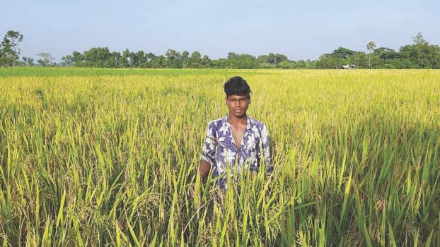 Govt incentives double Aush cultivation in Satkhira