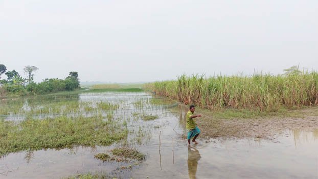 Dams on canals for fish farming flood croplands