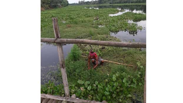 Water hyacinth covers up Ichhamati River