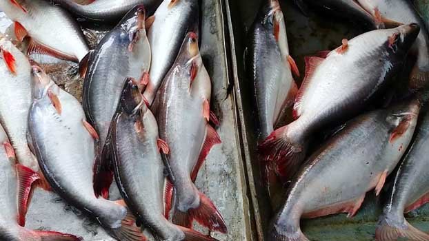 Pangas fishing plenty in Padma 