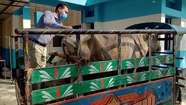 Jhenaidah livestock surgeons checking pregnancy of cattle head