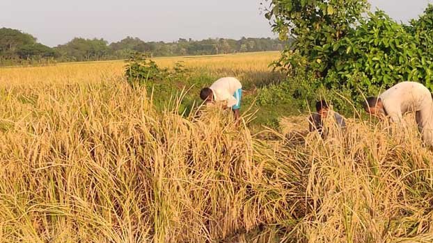 Fortune favours Aman growers in Magura