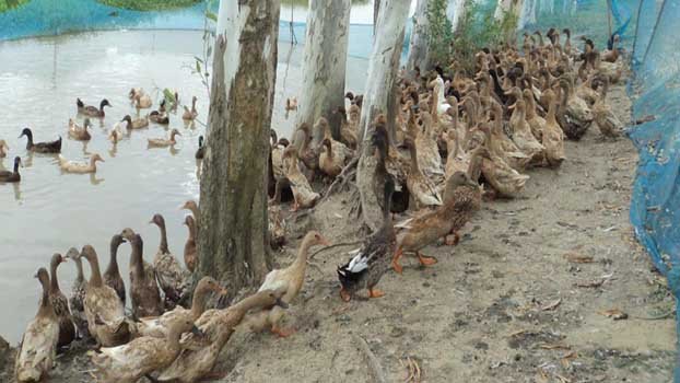 Duck rearing makes many Chalan Beel farmers self-reliant