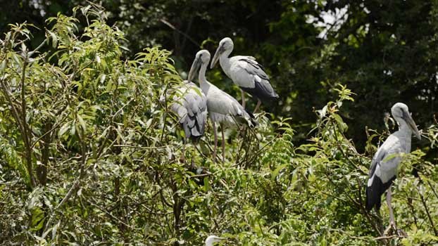 Government allocates fund to  preserve Shamuk Khol nests