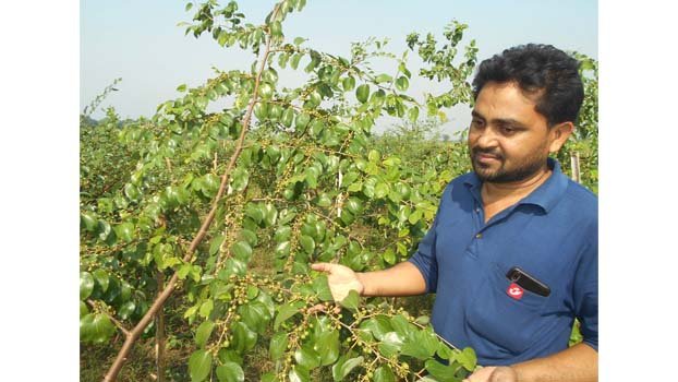 Success in seedless plum farming in Magura