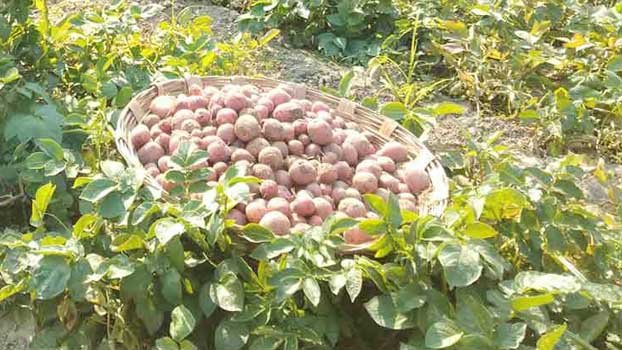 Interest in potato farming on rise, but farmers face seed crisis