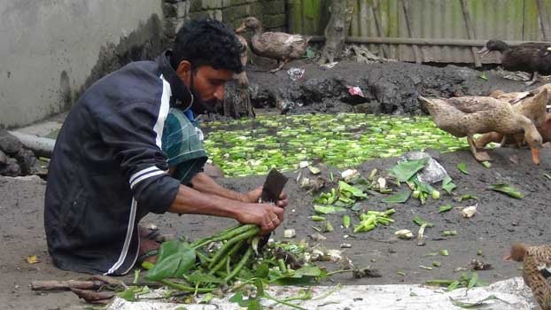 Thakurgaon farmers setting up duck farms for better future
