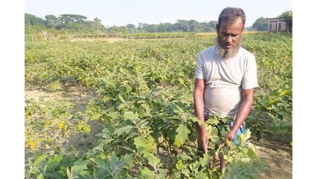Brinjal brings smile to Pakundia man’s face