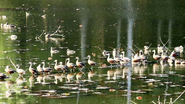 Atrai river now filled with chirping of guest birds