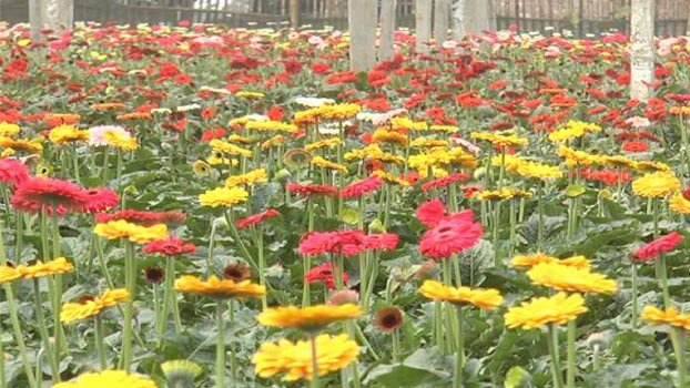 Peak season of floriculture begins