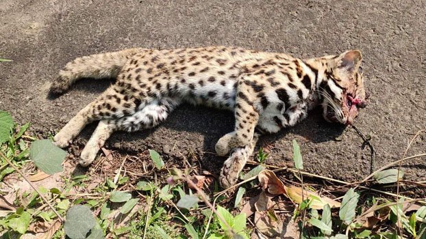 Body of fishing cat found at roadside in Gazipur
