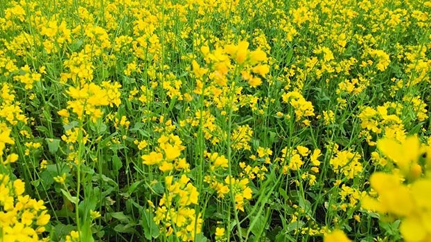 Farmers expect bumper mustard production in south-western districts