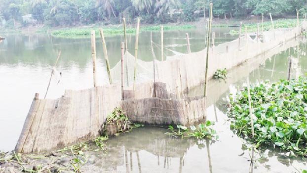 Fish fences disrupt  flow of  Chitra