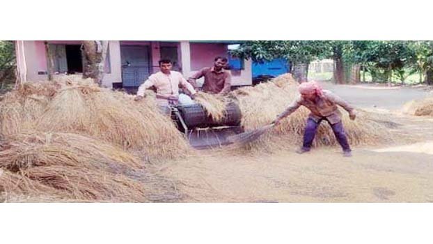 Keshabpur farmers happy over bumper production of Aman paddy 
