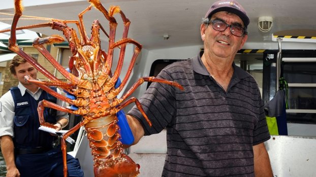 Australian lobster sector claws back trade after China ban
