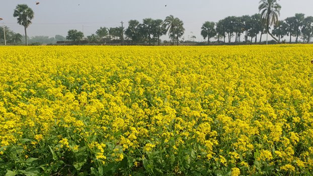 Bumper mustard output expected in Magura