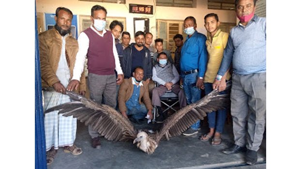 Rare vulture rescued  in Kanaighat