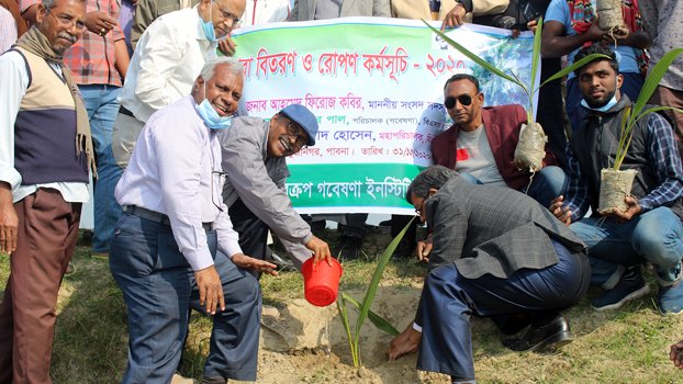 Palm saplings distributed, planted in Pabna