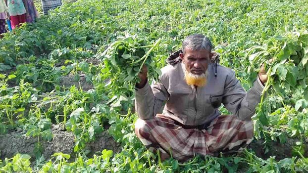 Enmity with potato plants!