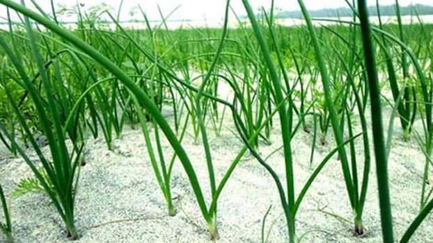 Bumper onion production makes Char people happy