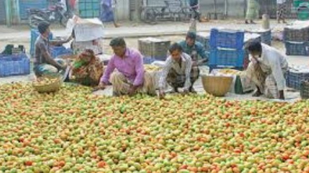 Bumper tomato yield creates new hopes among farmers
